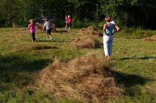 Höet räfsas ihop på Sandhult