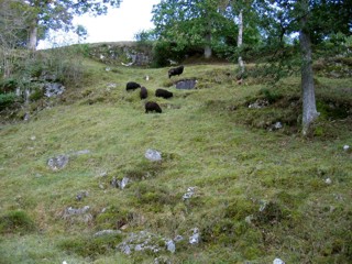 Efterbete