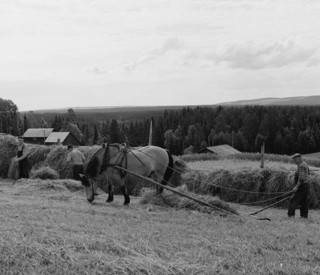 H�ssjning av h�
